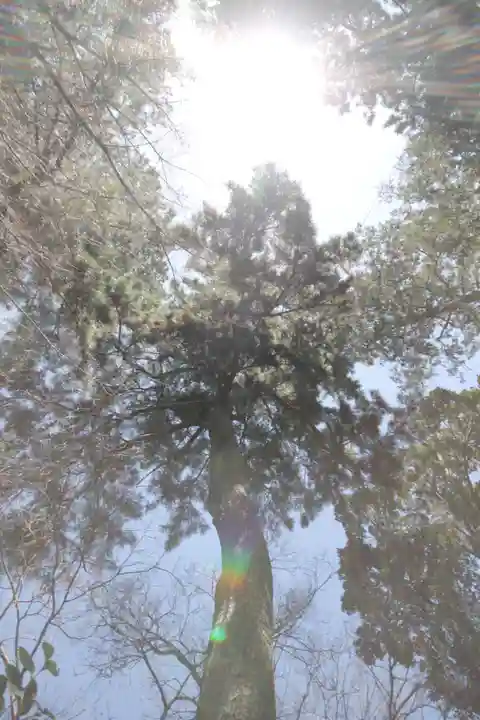 越ヶ谷久伊豆神社(埼玉県)