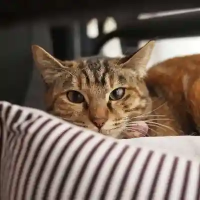 天王山 安楽寺(福井県)