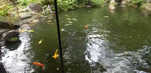愛宕神社の動物
