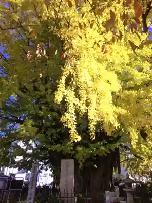 善福寺(東京都)