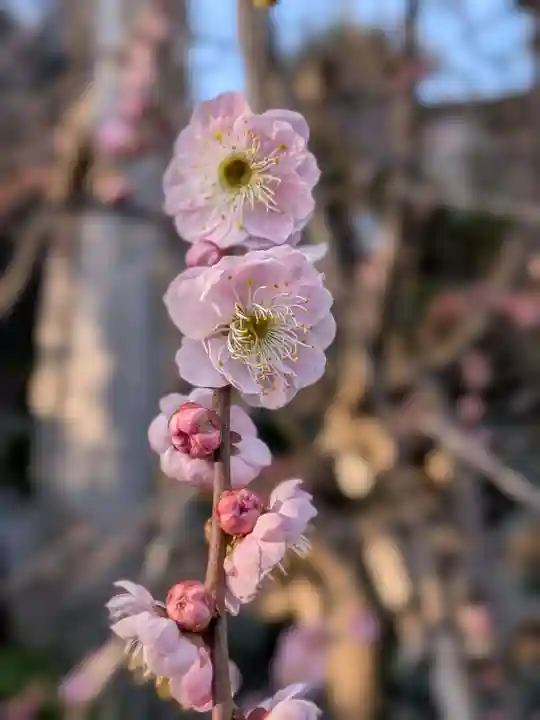 蓮華寺(東京都)