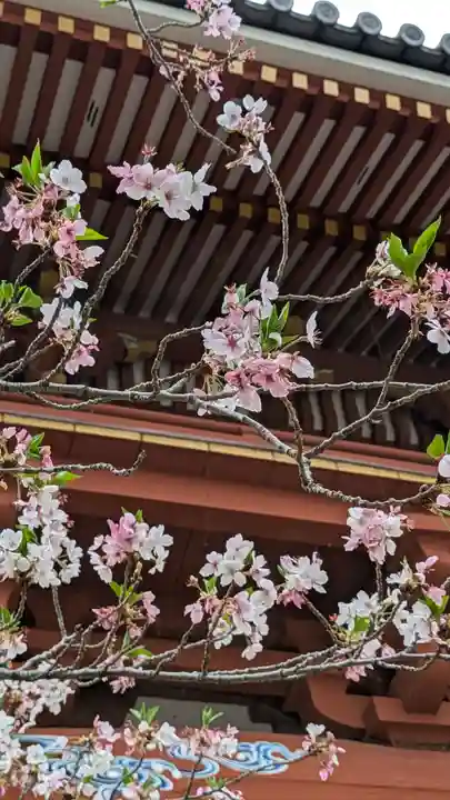 葛井寺(大阪府)