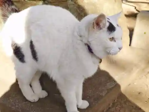 野々宮神社の{uncategorized: "未分類", other: "その他", undefined: "問題あり", building: "その他建物", grave: "お墓", sacred_gate: "鳥居", guardian: "狛犬", statue: "像", buddha: "仏像", history: "歴史", nature: "自然", garden: "庭園", animal: "動物", pagoda: "塔", temizu: "手水舎", mountain_gate: "山門・神門", sanctuary: "本殿・本堂", subordinate: "末社・摂社", art: "芸術", scenery: "景色", jizo: "地蔵", ema: "絵馬", goshuin: "御朱印", omikuji: "おみくじ", items: "授与品その他", amulet: "お守り", goshuincho: "御朱印帳", eats: "食事", festival: "お祭り", votive_dance: "神楽", shichigosan: "七五三参", wedding: "結婚式", experience: "体験その他", initially: "初詣", around: "周辺", anti_infection: "感染症対策"}
