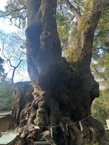 來宮神社(静岡県)