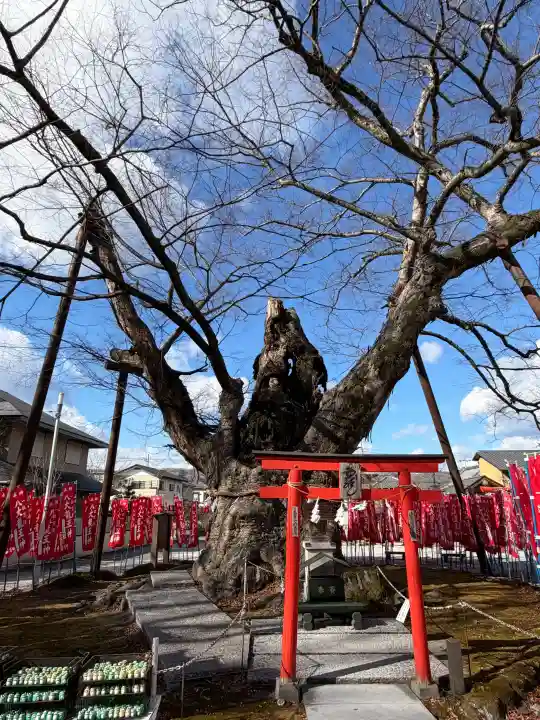 秩父今宮神社の{uncategorized: "未分類", other: "その他", undefined: "問題あり", building: "その他建物", grave: "お墓", sacred_gate: "鳥居", guardian: "狛犬", statue: "像", buddha: "仏像", history: "歴史", nature: "自然", garden: "庭園", animal: "動物", pagoda: "塔", temizu: "手水舎", mountain_gate: "山門・神門", sanctuary: "本殿・本堂", subordinate: "末社・摂社", art: "芸術", scenery: "景色", jizo: "地蔵", ema: "絵馬", goshuin: "御朱印", omikuji: "おみくじ", items: "授与品その他", amulet: "お守り", goshuincho: "御朱印帳", eats: "食事", festival: "お祭り", votive_dance: "神楽", shichigosan: "七五三参", wedding: "結婚式", experience: "体験その他", initially: "初詣", around: "周辺", anti_infection: "感染症対策"}