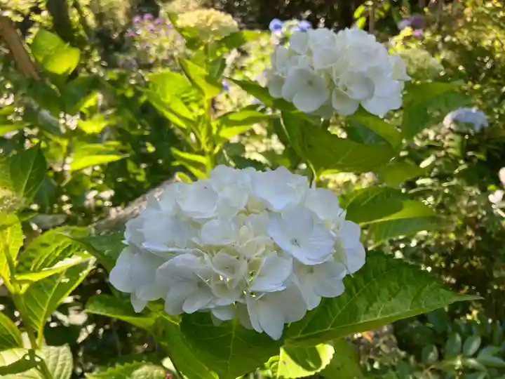蓮華峯寺(新潟県)