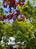 善法律寺の自然