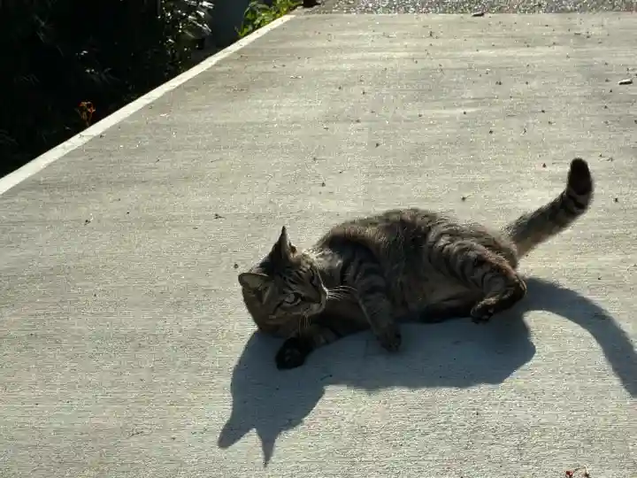 智光寺の{uncategorized: "未分類", other: "その他", undefined: "問題あり", building: "その他建物", grave: "お墓", sacred_gate: "鳥居", guardian: "狛犬", statue: "像", buddha: "仏像", history: "歴史", nature: "自然", garden: "庭園", animal: "動物", pagoda: "塔", temizu: "手水舎", mountain_gate: "山門・神門", sanctuary: "本殿・本堂", subordinate: "末社・摂社", art: "芸術", scenery: "景色", jizo: "地蔵", ema: "絵馬", goshuin: "御朱印", omikuji: "おみくじ", items: "授与品その他", amulet: "お守り", goshuincho: "御朱印帳", eats: "食事", festival: "お祭り", votive_dance: "神楽", shichigosan: "七五三参", wedding: "結婚式", experience: "体験その他", initially: "初詣", around: "周辺", anti_infection: "感染症対策"}