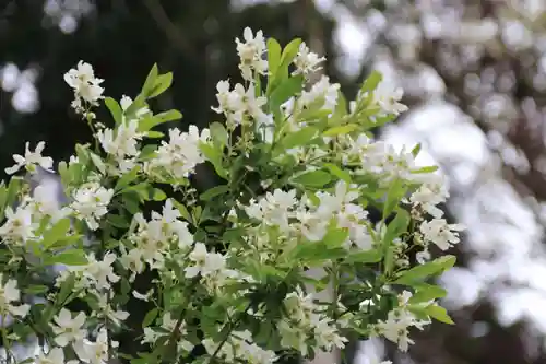 阿久津「田村神社」（郡山市阿久津町）旧社名：伊豆箱根三嶋三社の自然