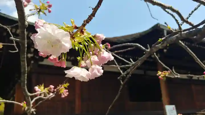大報恩寺(千本釈迦堂)の自然