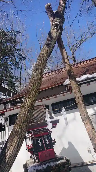 新屋山神社の自然