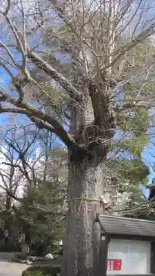 松戸神社(千葉県)