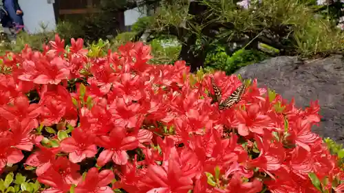 子安地蔵寺の自然