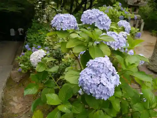 矢田寺の自然