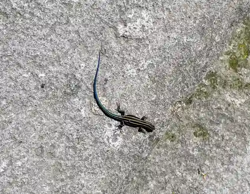 霧島神宮(鹿児島県)