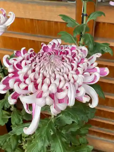 菊名神社(神奈川県)