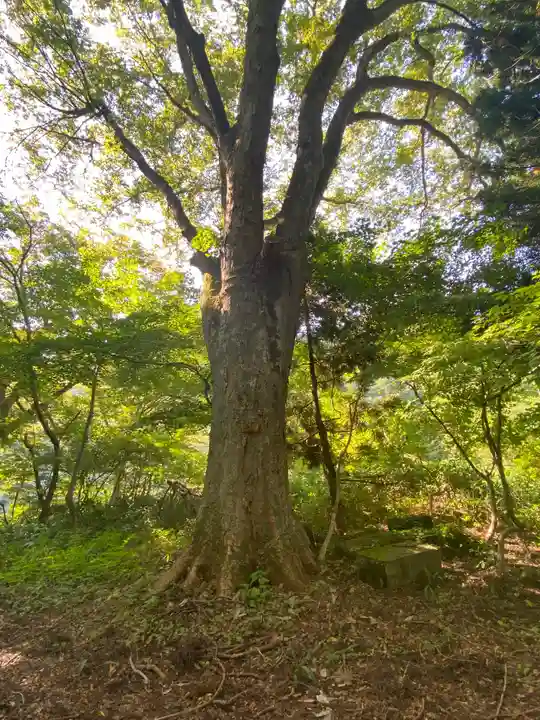 七座神社の自然