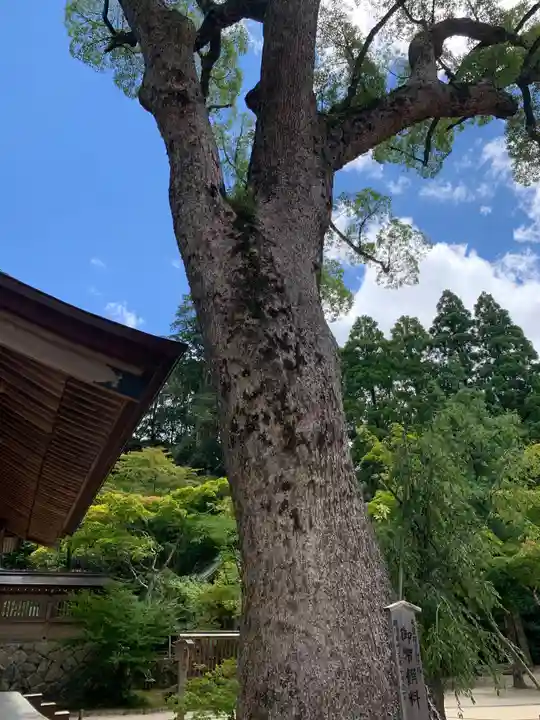 宝満宮竈門神社の自然