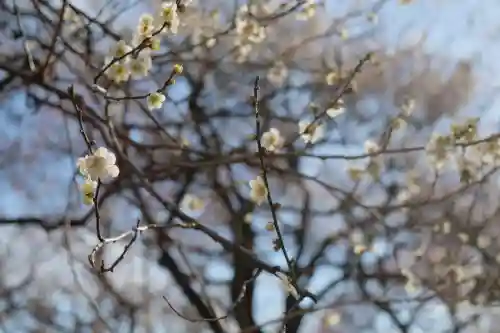 谷保天満宮の{uncategorized: "未分類", other: "その他", undefined: "問題あり", building: "その他建物", grave: "お墓", sacred_gate: "鳥居", guardian: "狛犬", statue: "像", buddha: "仏像", history: "歴史", nature: "自然", garden: "庭園", animal: "動物", pagoda: "塔", temizu: "手水舎", mountain_gate: "山門・神門", sanctuary: "本殿・本堂", subordinate: "末社・摂社", art: "芸術", scenery: "景色", jizo: "地蔵", ema: "絵馬", goshuin: "御朱印", omikuji: "おみくじ", items: "授与品その他", amulet: "お守り", goshuincho: "御朱印帳", eats: "食事", festival: "お祭り", votive_dance: "神楽", shichigosan: "七五三参", wedding: "結婚式", experience: "体験その他", initially: "初詣", around: "周辺", anti_infection: "感染症対策"}