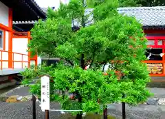 高塚熊野神社の自然