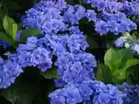 阿邪訶根神社の自然