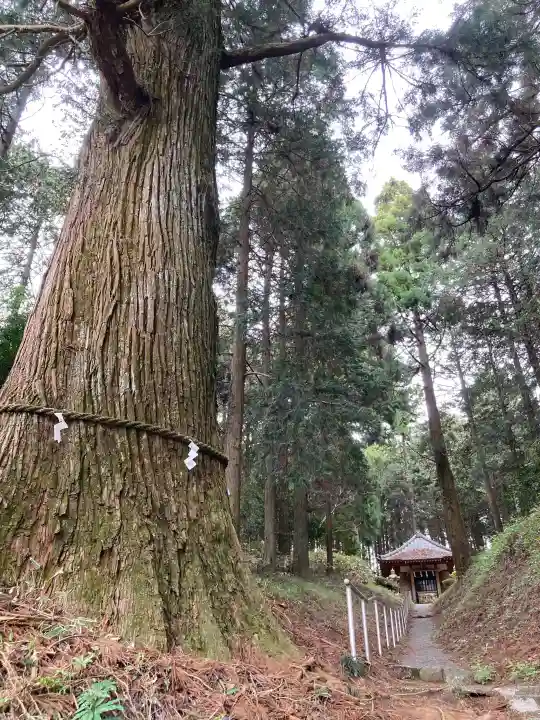 村山浅間神社の{uncategorized: "未分類", other: "その他", undefined: "問題あり", building: "その他建物", grave: "お墓", sacred_gate: "鳥居", guardian: "狛犬", statue: "像", buddha: "仏像", history: "歴史", nature: "自然", garden: "庭園", animal: "動物", pagoda: "塔", temizu: "手水舎", mountain_gate: "山門・神門", sanctuary: "本殿・本堂", subordinate: "末社・摂社", art: "芸術", scenery: "景色", jizo: "地蔵", ema: "絵馬", goshuin: "御朱印", omikuji: "おみくじ", items: "授与品その他", amulet: "お守り", goshuincho: "御朱印帳", eats: "食事", festival: "お祭り", votive_dance: "神楽", shichigosan: "七五三参", wedding: "結婚式", experience: "体験その他", initially: "初詣", around: "周辺", anti_infection: "感染症対策"}