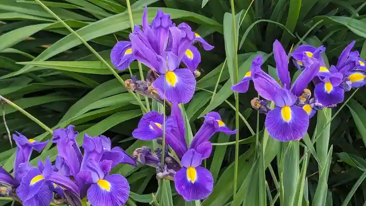 玉田神社(京都府)