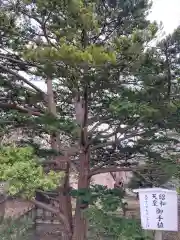 室蘭八幡宮の自然