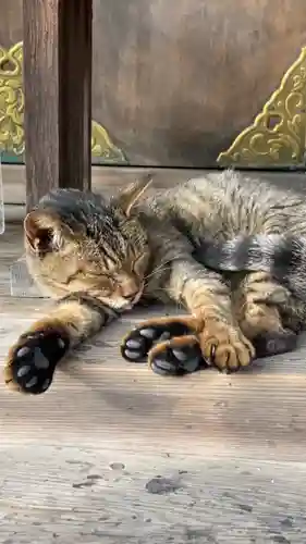 和泉國一之宮　大鳥大社の動物