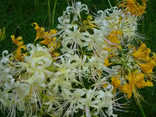 横浜　西方寺の自然