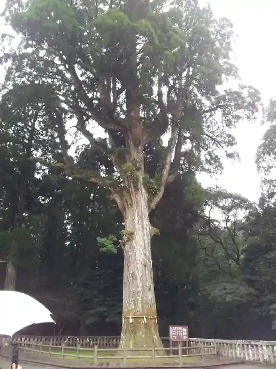 霧島神宮の自然