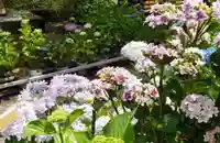 光照寺(新潟県)