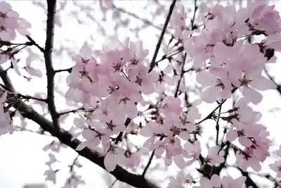 岐阜護國神社(岐阜県)