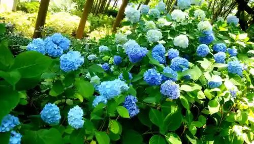 本輪西八幡神社の自然