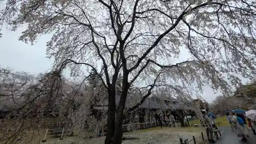 醍醐寺(京都府)
