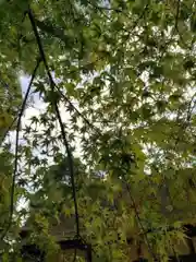 賀茂御祖神社（下鴨神社）の自然