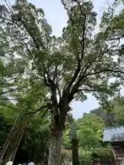 安房神社(千葉県)