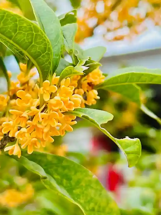 仙台八坂神社(宮城県)