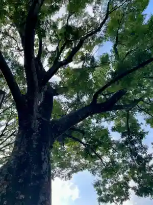 祥雲寺(東京都)