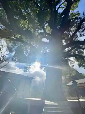 平野神社(京都府)