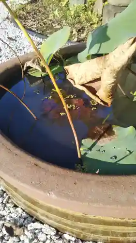 寳泉寺の手水舎