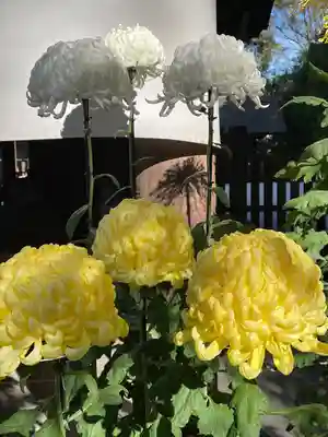 阿佐ヶ谷神明宮(東京都)