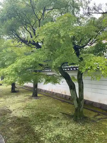 妙顯寺（妙顕寺）(京都府)