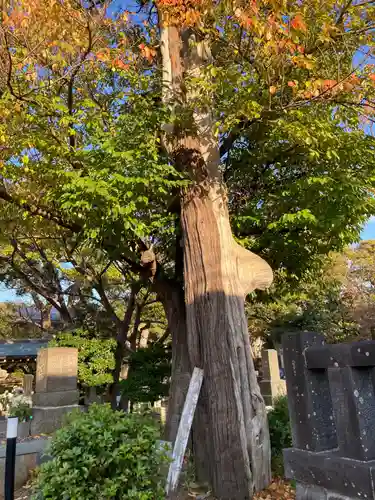 上正寺(神奈川県)