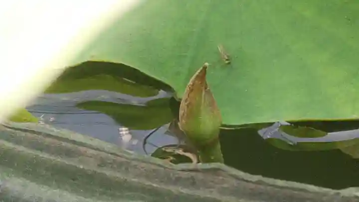 浄土宗 光明山 大蓮寺(照曜会館)の自然