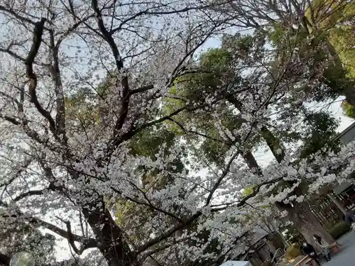 阿佐ヶ谷神明宮の自然