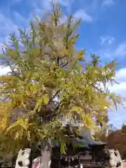 賀羅加波神社の御朱印