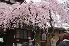 氷室神社の自然