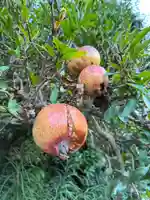 浄安寺(千葉県)