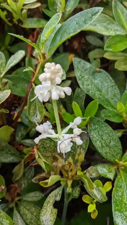 三輪神社の自然